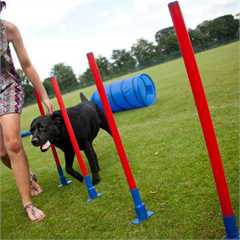 Rosewood Dog Agility Slalom